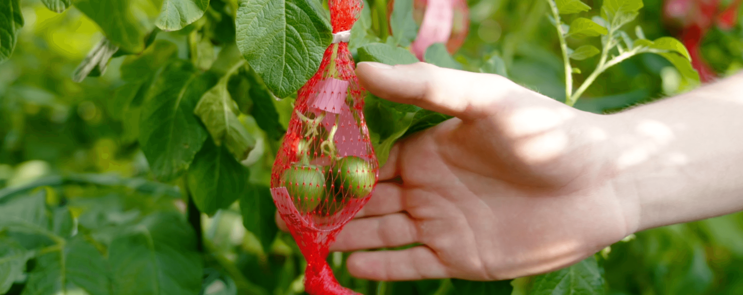 Hybrid True Potato Seeds are here