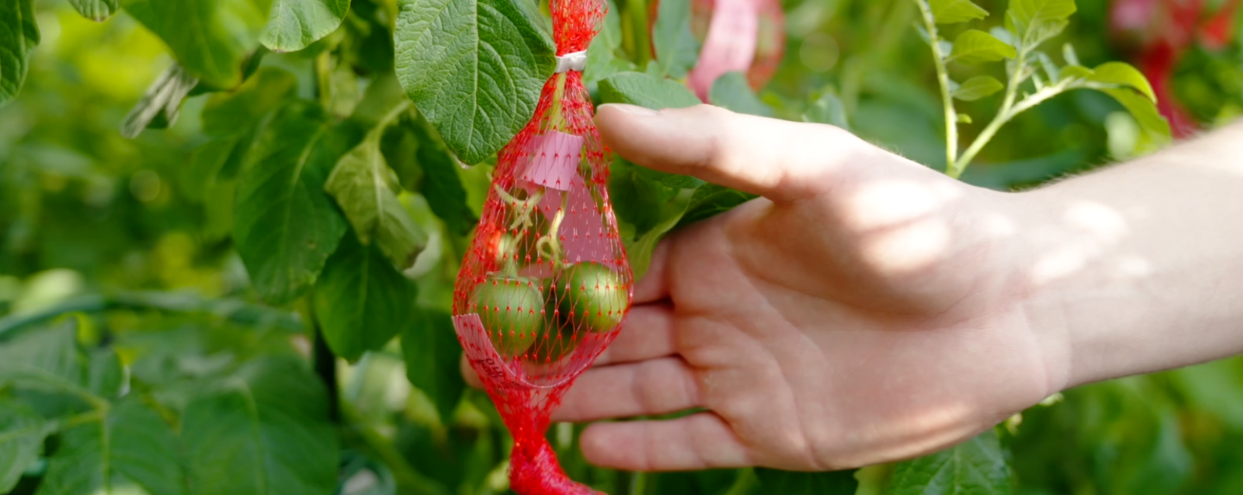Hybrid True Potato Seeds are here